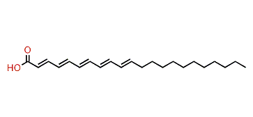 Docosapentaenoic acid